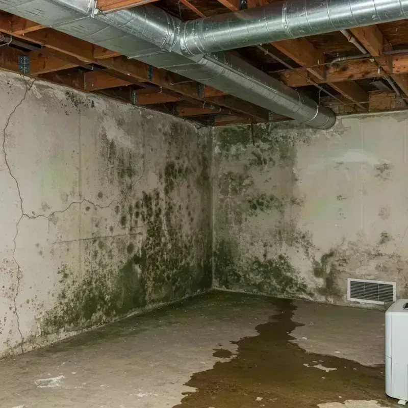 Professional Mold Removal in Dawson Springs, KY